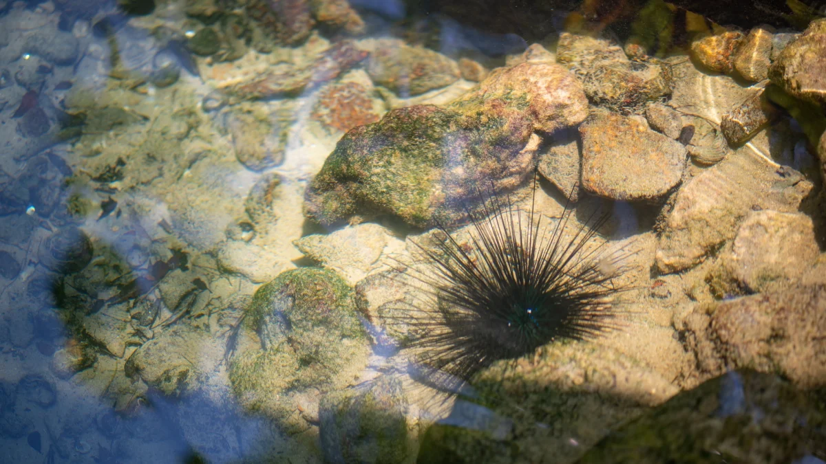 Genomas desarrollados en la UdeC impulsan nuevas investigaciones sobre regeneración, evolución y conservación de especies marinas