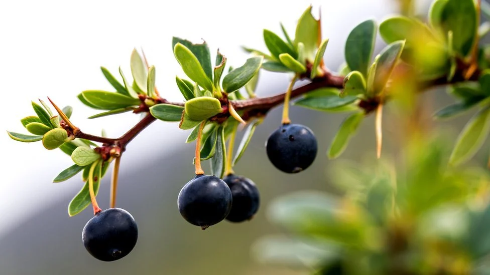 Investigación UdeC apuesta por el ultrasonido para desarrollar alimentos funcionales con berries nativos